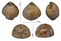 Burmirhynchia termierae